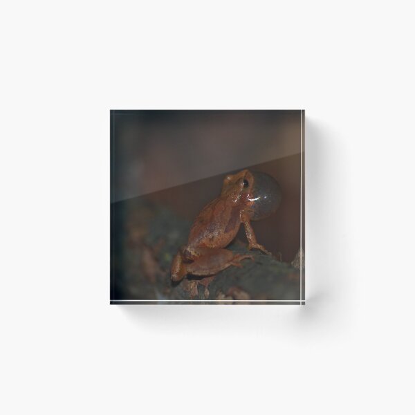 Item preview, Spring Peeper designed and sold by Pauline Catling.