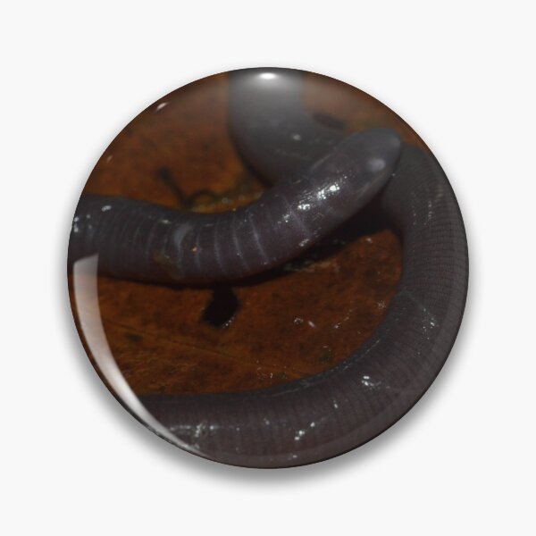 Item preview, Purple Caecilian (Gymnopis multiplicata) designed and sold by Pauline Catling.