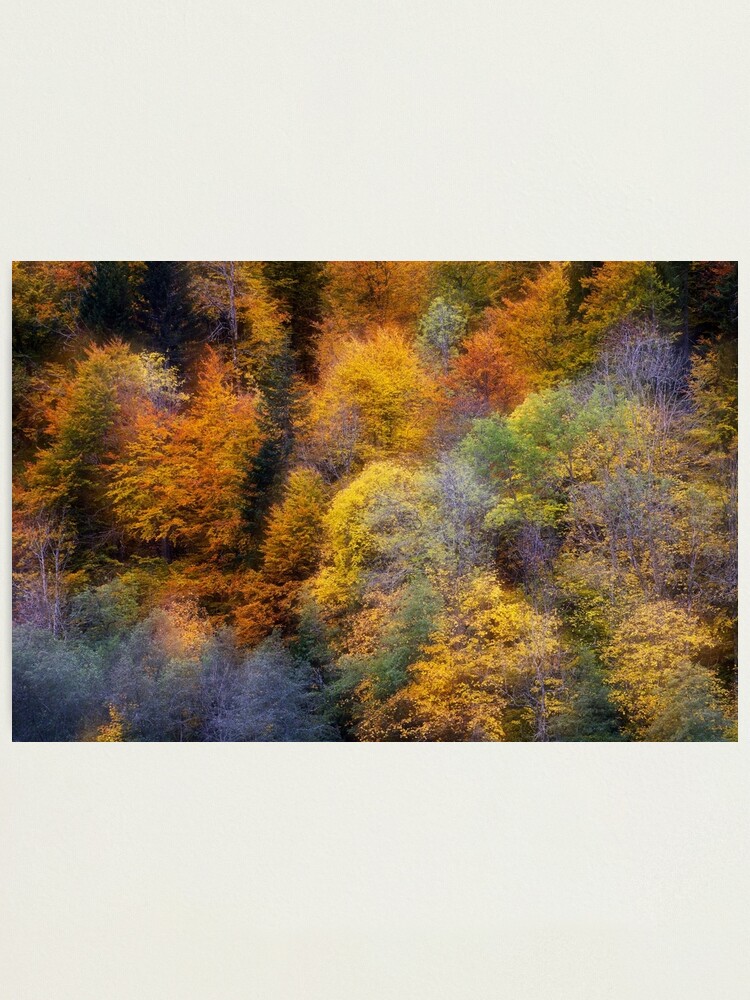 Thumbnail 2 of 3, Photographic Print, Autumn appearance designed and sold by Patrick Morand.
