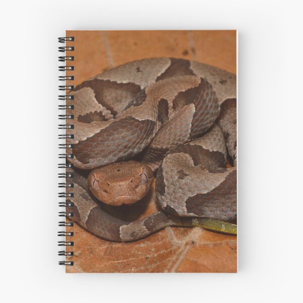 Item preview, Neonate Copperhead designed and sold by Pauline Catling.