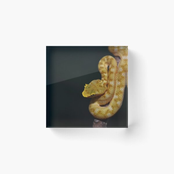Item preview, Neonate Eyelash Viper (Bothriechis schlegelii) designed and sold by Pauline Catling.