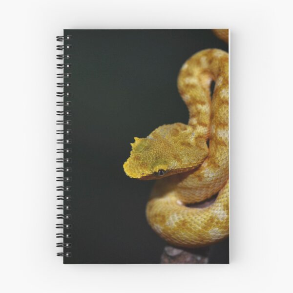 Item preview, Neonate Eyelash Viper (Bothriechis schlegelii) designed and sold by Pauline Catling.