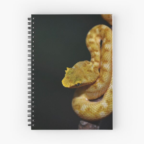 Item preview, Neonate Eyelash Viper (Bothriechis schlegelii) designed and sold by Pauline Catling.