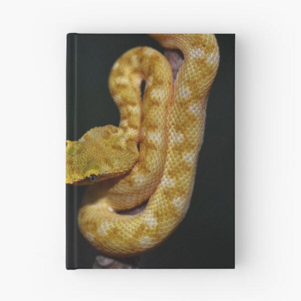 Item preview, Neonate Eyelash Viper (Bothriechis schlegelii) designed and sold by Pauline Catling.