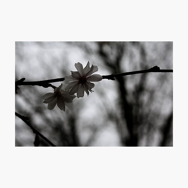 A little Winter Happiness for a special Winter Girl..... Danica... Photographic Print