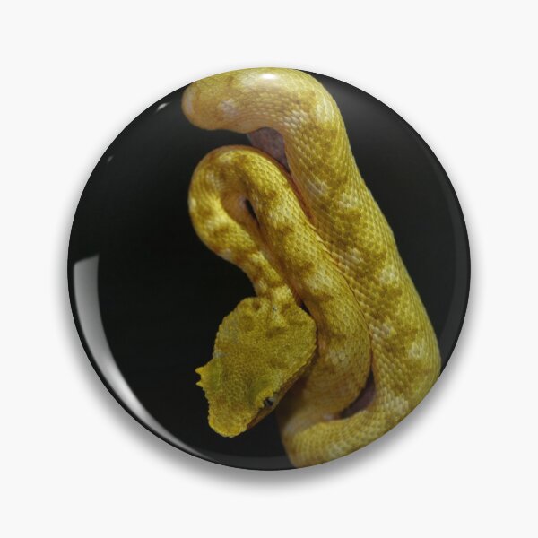 Item preview, Neonate Eyelash Viper (Bothriechis schlegelii) designed and sold by Pauline Catling.