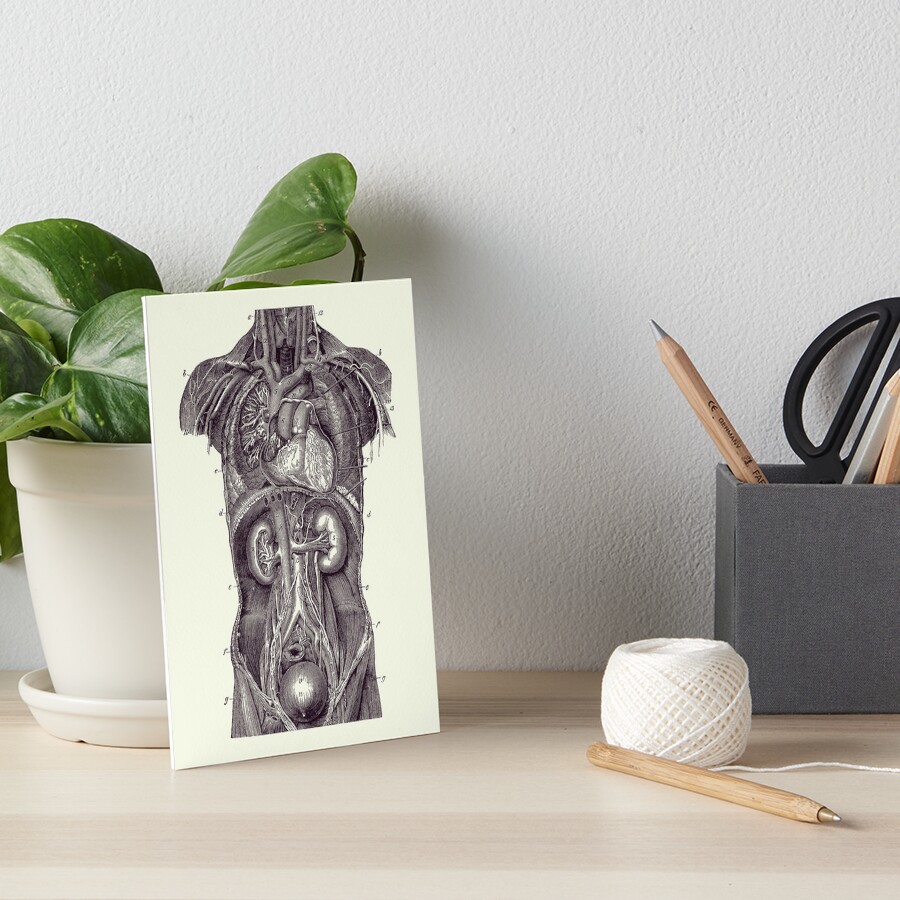 "Upper Body Anatomy Diagram Two - Vintage Anatomy 2" Art Board Print ...