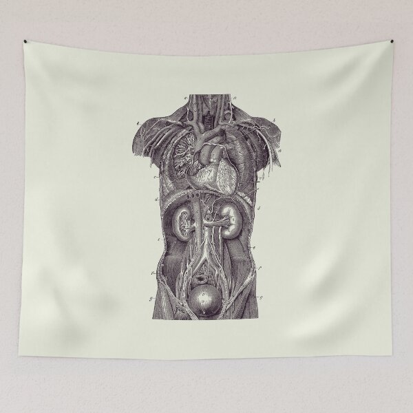 Item preview, Upper Body Anatomy Diagram Two - Vintage Anatomy 2 designed and sold by VAposters.