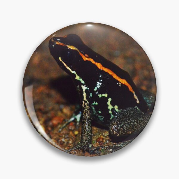 Item preview, Gulpho Dulce Poison Dart Frog designed and sold by Pauline Catling.