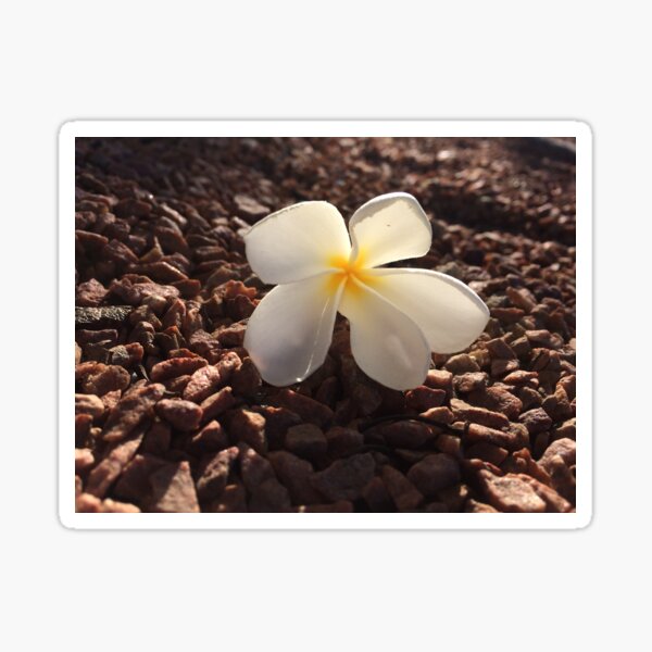 Item preview, Morning Frangipani designed and sold by Old Soul Imagination .