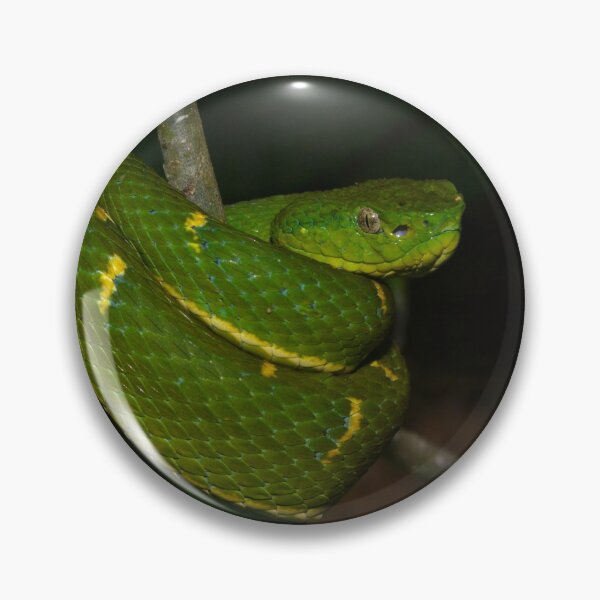 Item preview, Lateral-striped Pit Viper designed and sold by Pauline Catling.