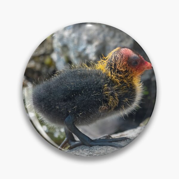 Item preview, Common Australian coot chicken designed and sold by yurix.