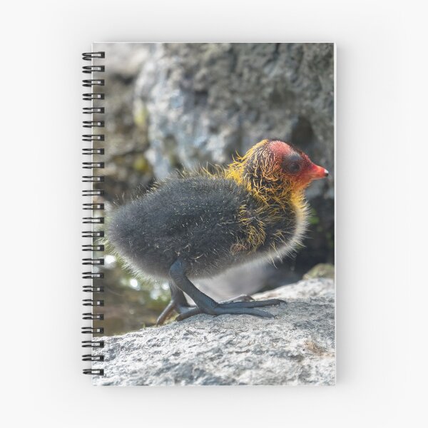 Item preview, Common Australian coot chicken designed and sold by yurix.