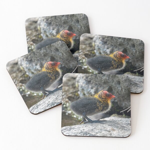 Item preview, Common Australian coot chicken designed and sold by yurix.