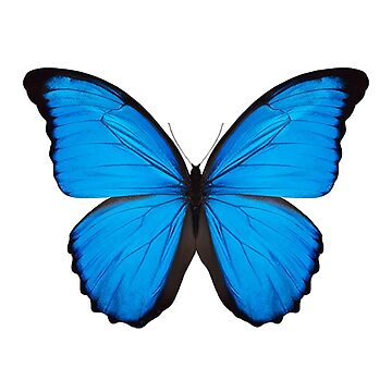 Artwork thumbnail, blue butterfly by glitteryhearts