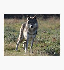 NORTH AMERICAN TIMBER WOLF Photographic Print