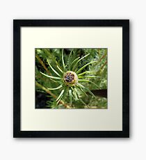 Leucadendron - Jubilee Crown - Laurel Yellow Framed Print