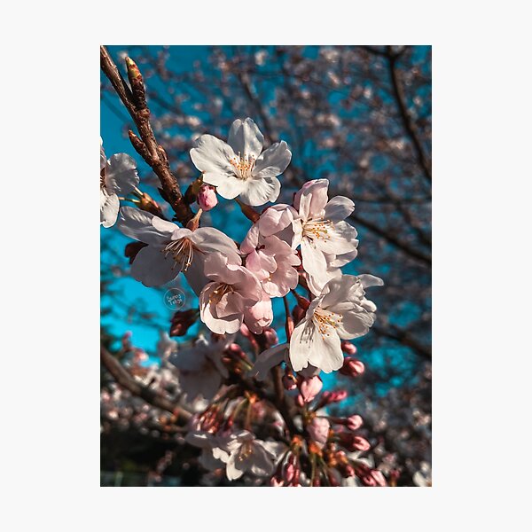 Item preview, Blooming Sakura [ Tokyo, 2020 ] designed and sold by bunnytokyo.