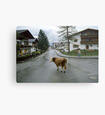 Lost cow, Austria, 1980s. Metal Print