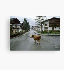 Lost cow, Austria, 1980s. Canvas Print