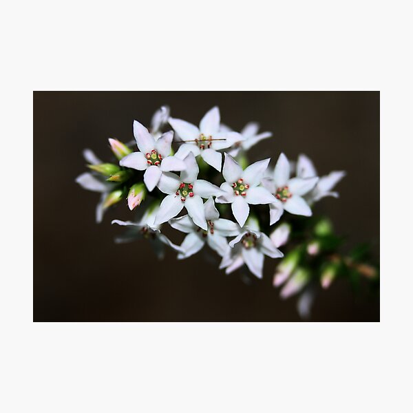 Epacris microphylla Photographic Print