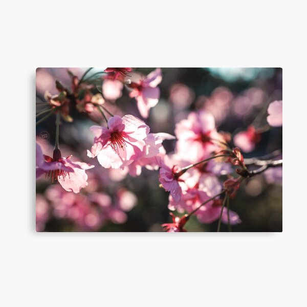 Pink Sakura, Tokyo 2020 Canvas Print