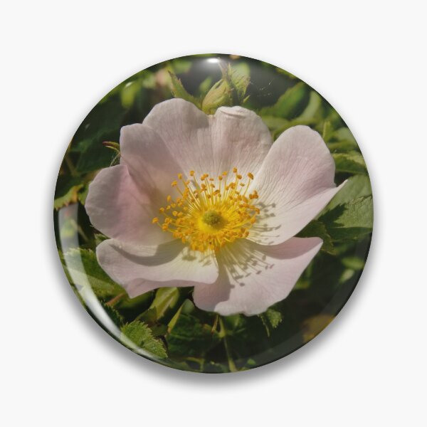 Item preview, Pink Baby Rose / Rosa multiflora designed and sold by xophotography.