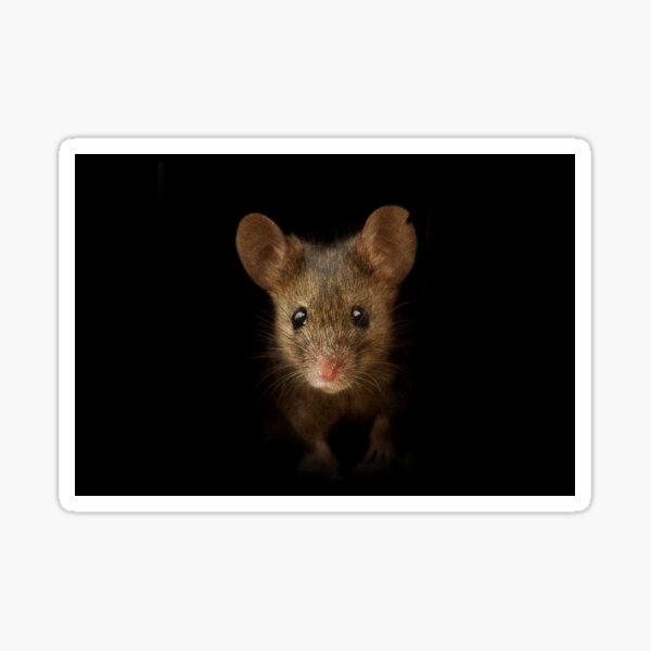 George the mouse in a log pile House art black background Sticker