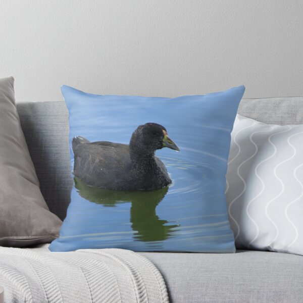 Item preview, Young American Coot designed and sold by rhamm.