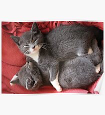 Kittens Poster