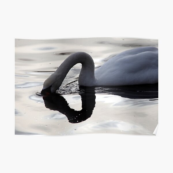 Swan Light Poster