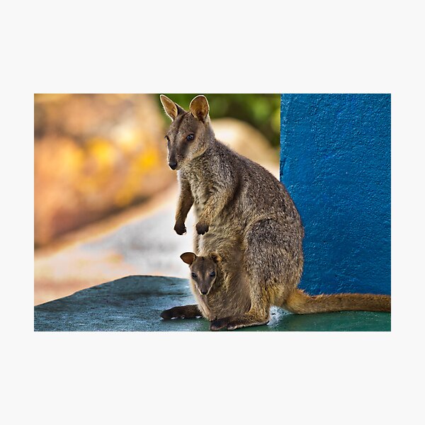 What's for Lunch Photographic Print