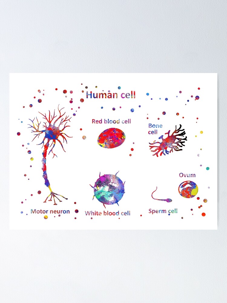 Draw a diagram of the human nerve cell. Justify its shape with regards to  its function.