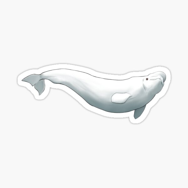 Delphinapterus leucas Sticker