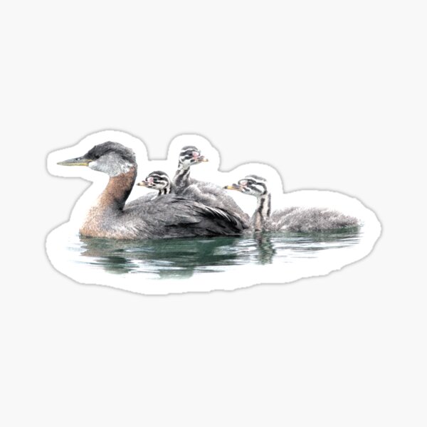 Grebe Family Sticker