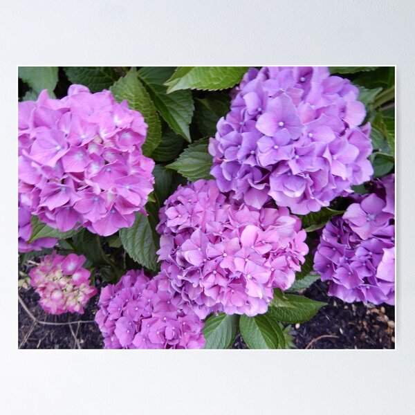 Item preview, Purple Hydrangeas 1 designed and sold by MintyRoseGalaxy.