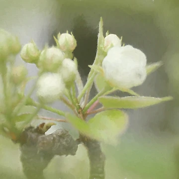Artwork thumbnail, Spring flowers by MBoothny