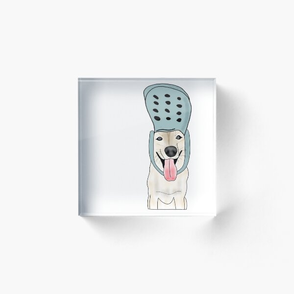 crocs for dogs for sale