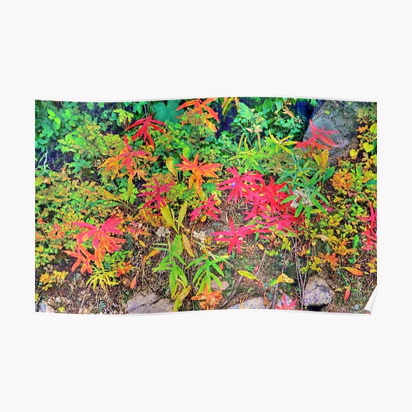 Fall Leaves Poster