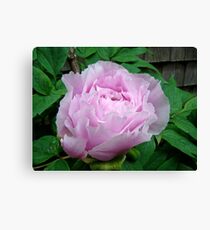 Pink Tree Peony Blossom Canvas Print