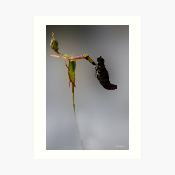 Warty Hammer Orchid, Drakaea livida Art Print