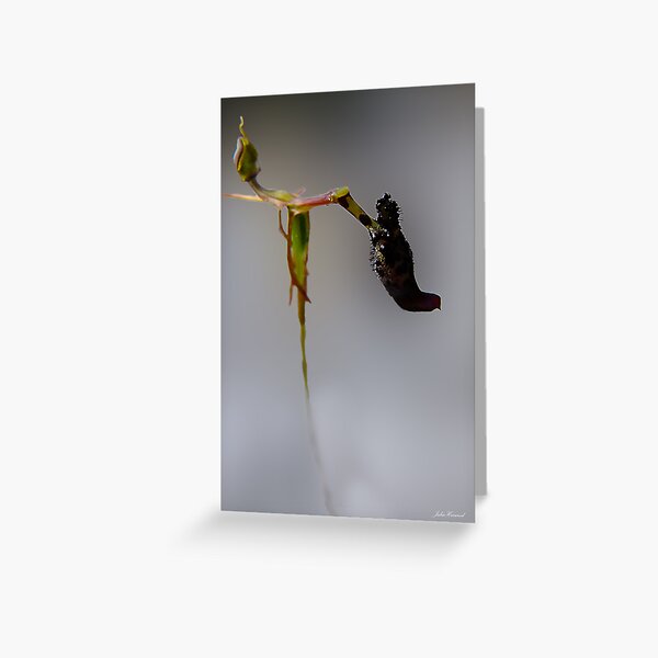 Warty Hammer Orchid, Drakaea livida Greeting Card