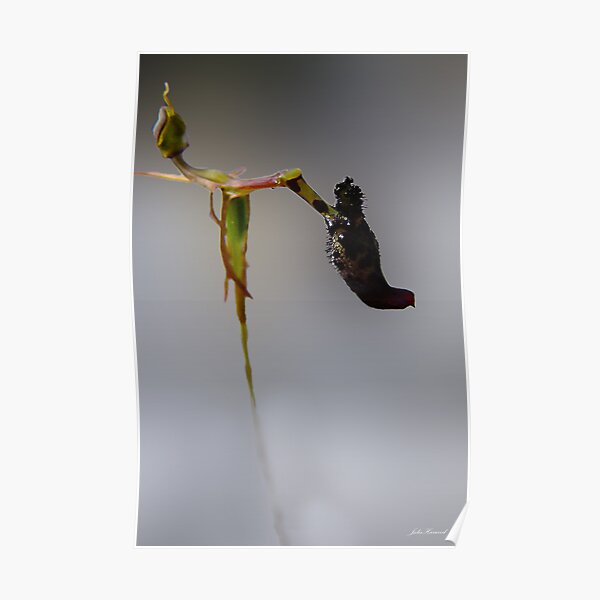 Warty Hammer Orchid, Drakaea livida Poster