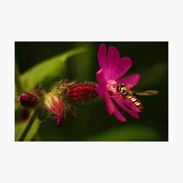 HOLD ONTO THE FLOWERS Photographic Print