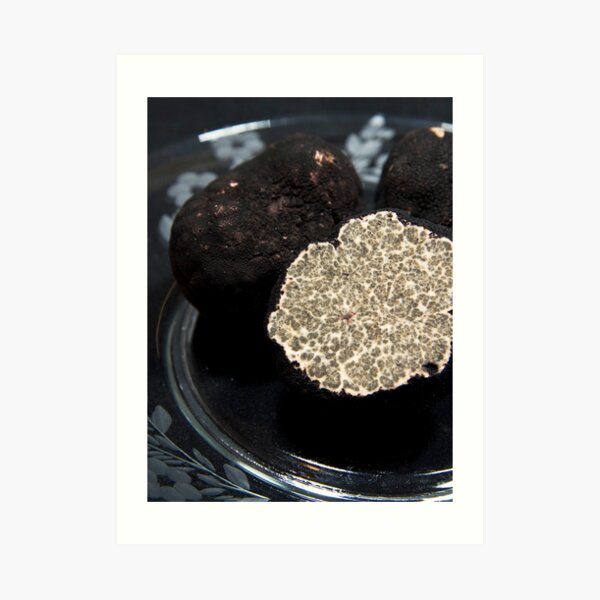 Oregon Black Truffle Hypogeous Fungi Leucangium Carthusiana Verticle Still Life Truffle On A