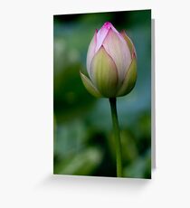 Lotus Greeting Card
