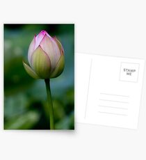 Lotus Postcards