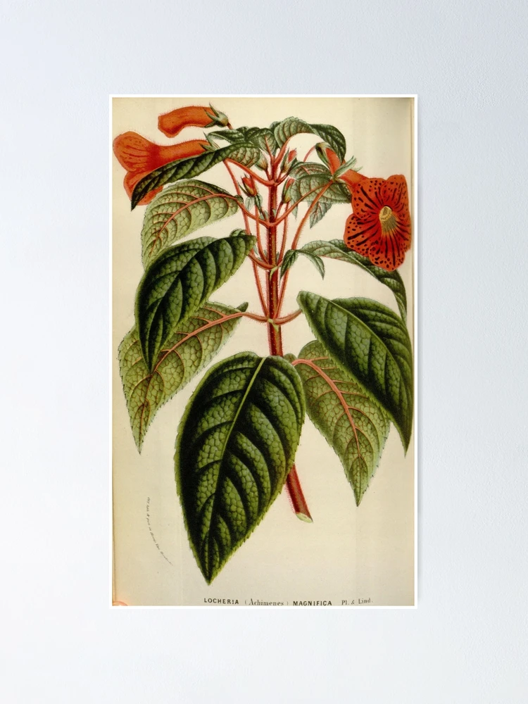 Imagen 1 de 3, Póster con la obra Flore des serres et des..., diseñada y vendida por Rodeoclash.