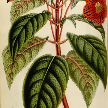 Imagen de la obra Flore des serres et des... de Rodeoclash