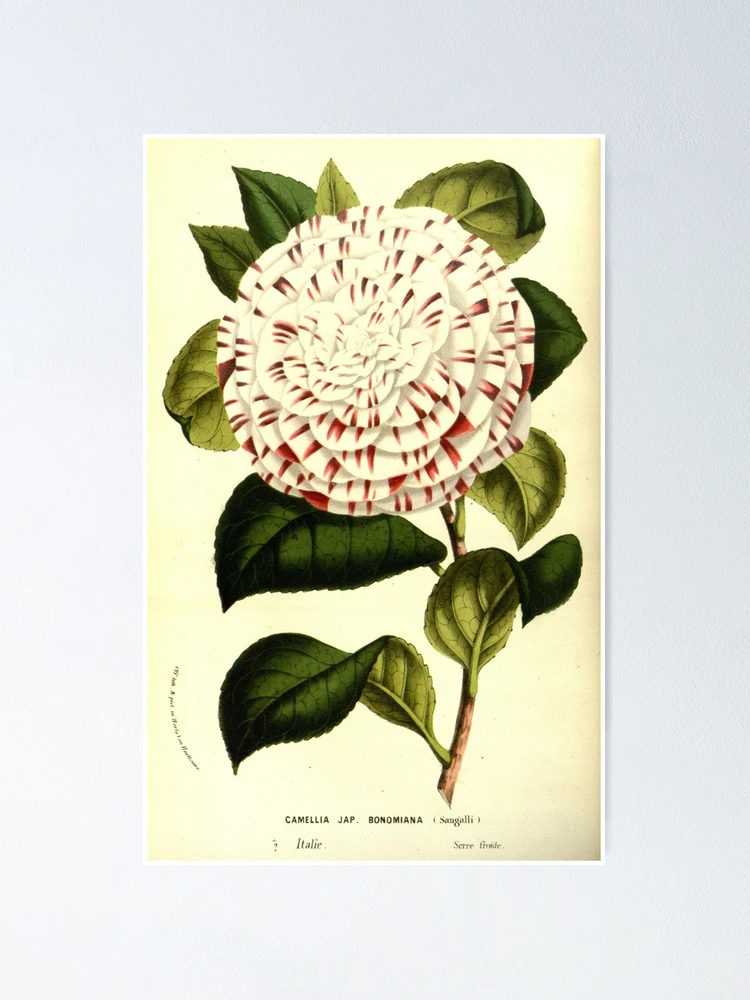 Aperçu 1 sur 3. Poster avec l'œuvre Flore des serres et des... créée et vendue par Rodeoclash.